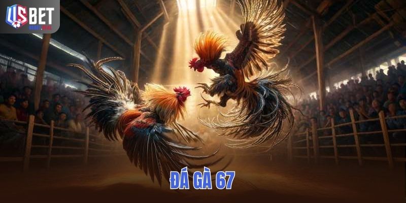 Đá Gà 67 – Hình Thức Giải Trí Được Các Kê Thủ Tìm Kiếm Nhiều