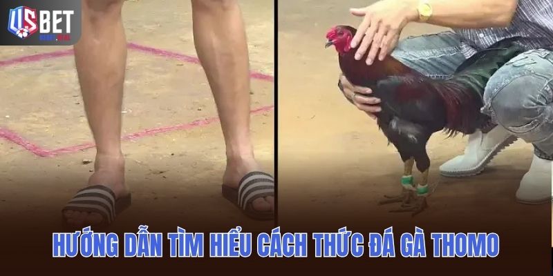 Hướng dẫn tìm hiểu cách thức đá gà thomo