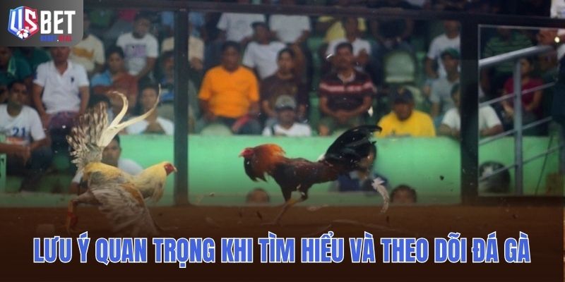 Lưu ý quan trọng khi tìm hiểu và theo dõi đá gà